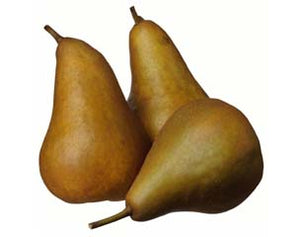 Brown Pears Beurre bosc